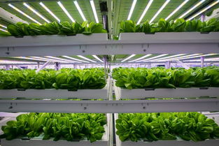 探訪神奇的植物工廠 一片無(wú)土上生長(zhǎng)的綠葉奇跡